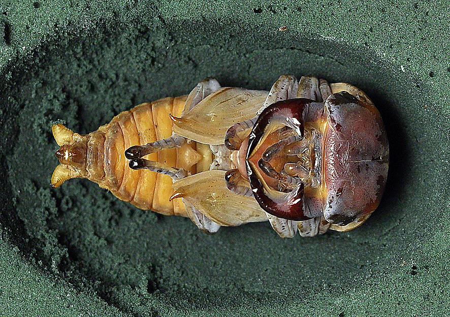 7月7日  06：17 快要羽化了，已经能够清晰的看到内部的结构