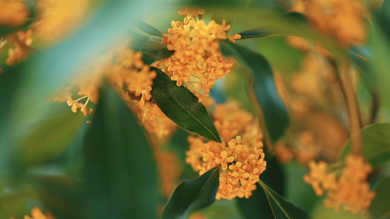 桂花|摄影|风光摄影|小跑tse_原创作品-站酷zcool