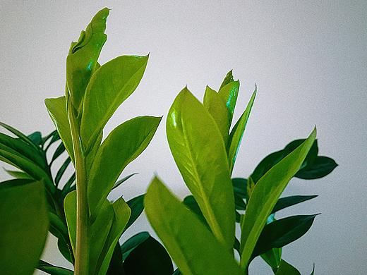 绿色植物