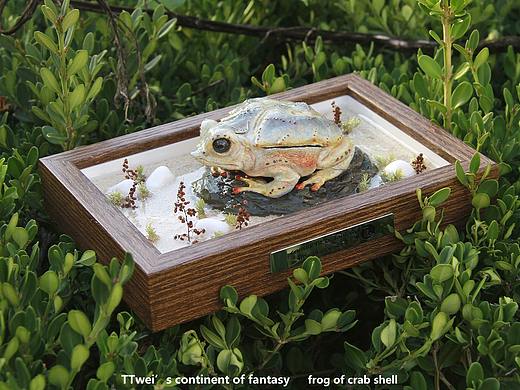 蟹壳蛙frog of crab shelll