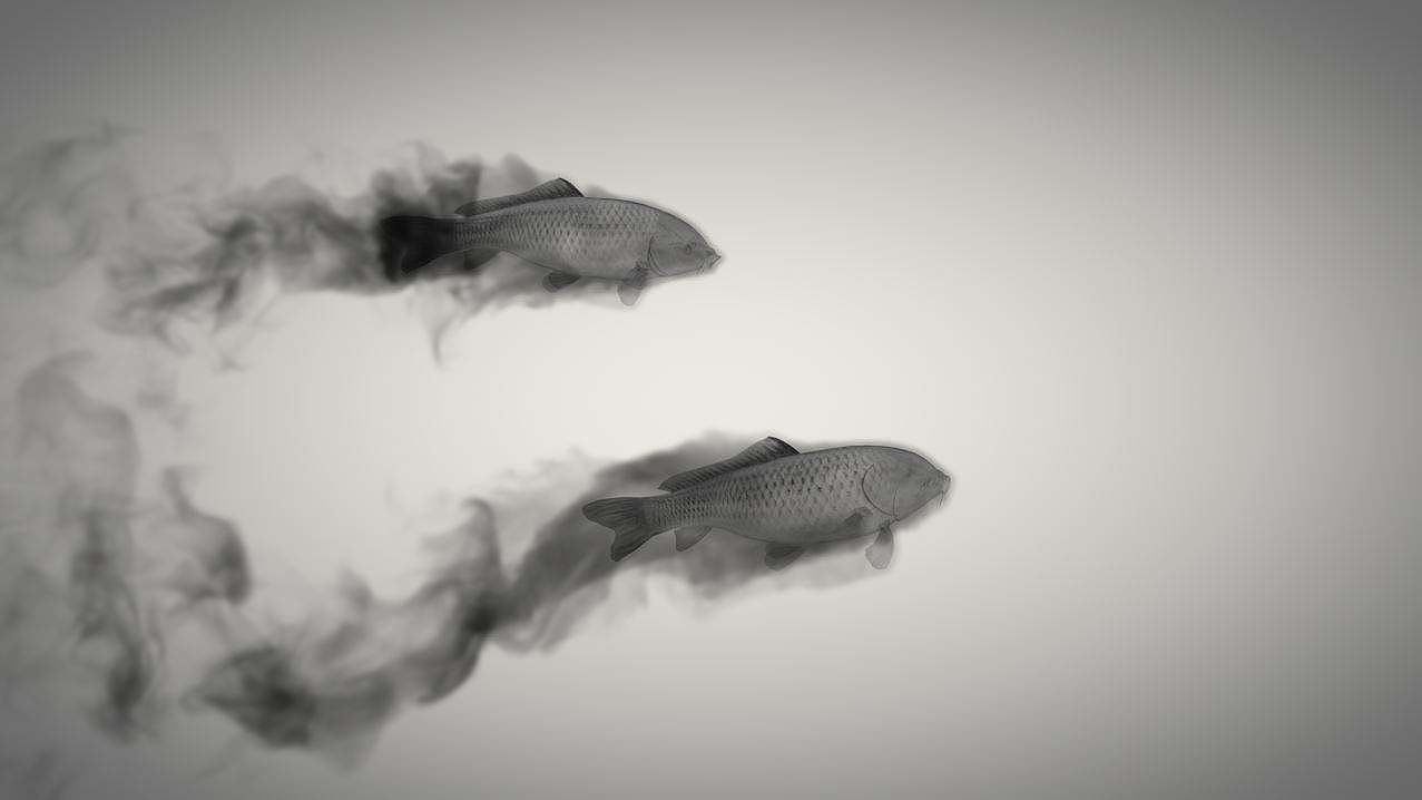 c4d进阶案例—中国水墨鱼动画解析