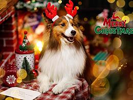 喜樂蒂——寵愛拾光寵物攝影