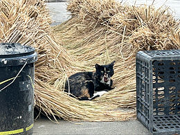 在老家發(fā)現(xiàn)兩只丑的別致的貓貓??