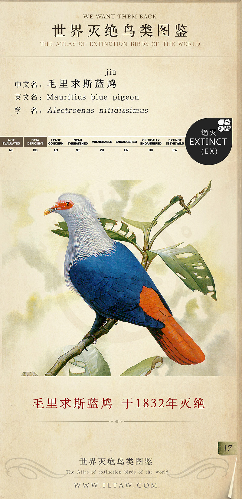 世界灭绝鸟类图鉴(节选)