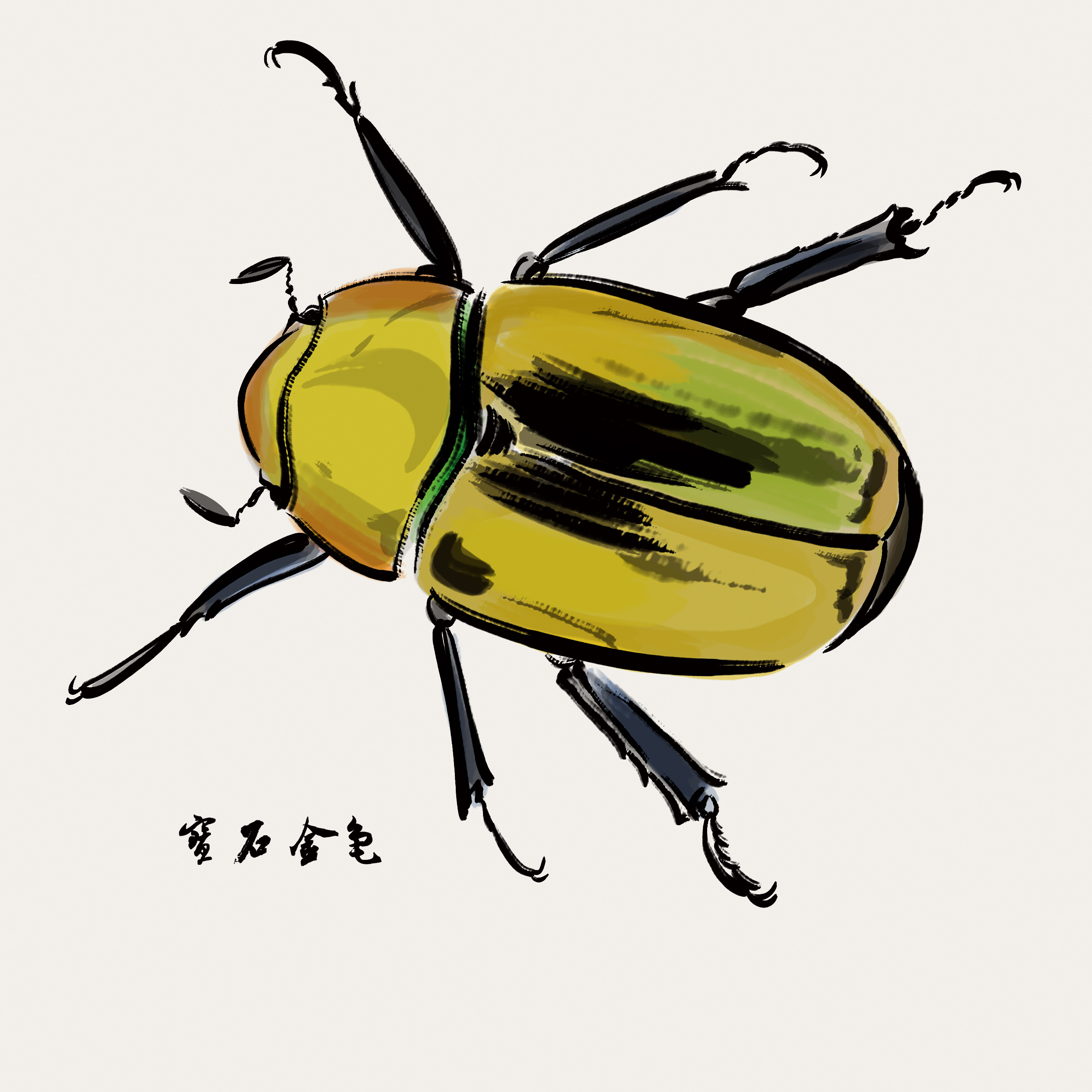 水彩昆虫|插画|其他插画|画画的Lanski - 原创作品 - 站酷 (ZCOOL)