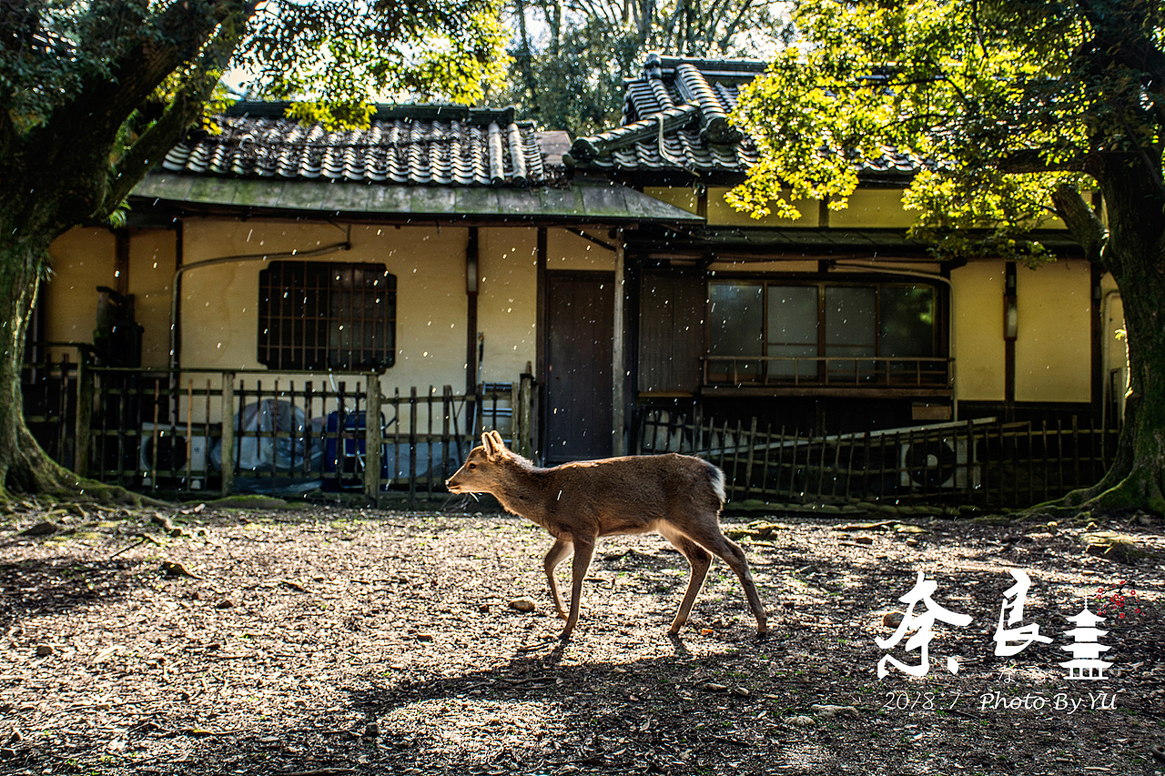 东瀛拾遗录（图ZMTE1OTc5Nzg0） - 风光摄影 - 站酷设计师yu_qianqian原创素材 - 站酷ZCOOL