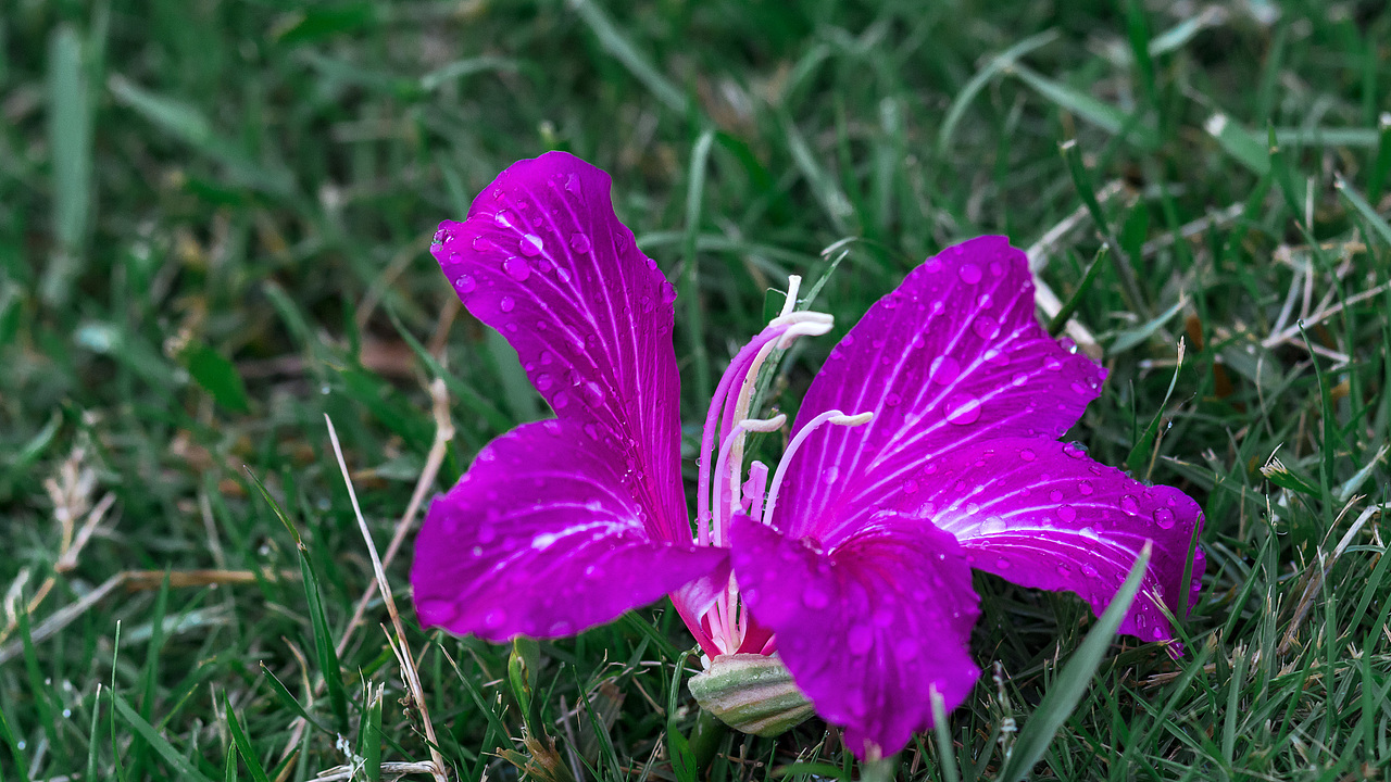 五月雨季-碧云杳渺天涯各