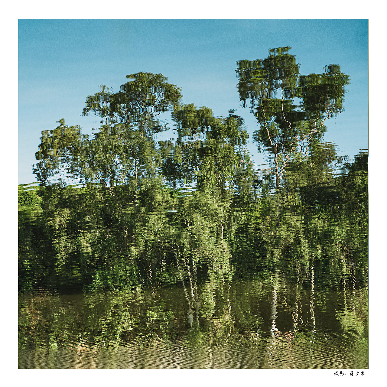 我从森林带回来了礼物 阳光 绿叶 花朵