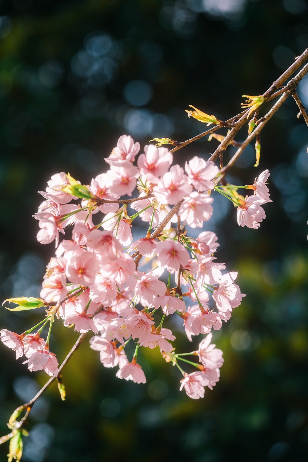早春赏花图鉴（图ZMzMzMzc4Mjg0） - 风光摄影 - 站酷设计师悠图原创素材 - 站酷ZCOOL