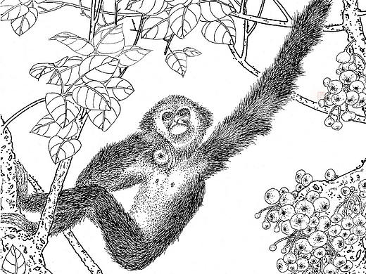 写生-西双版纳原始森林-线描选