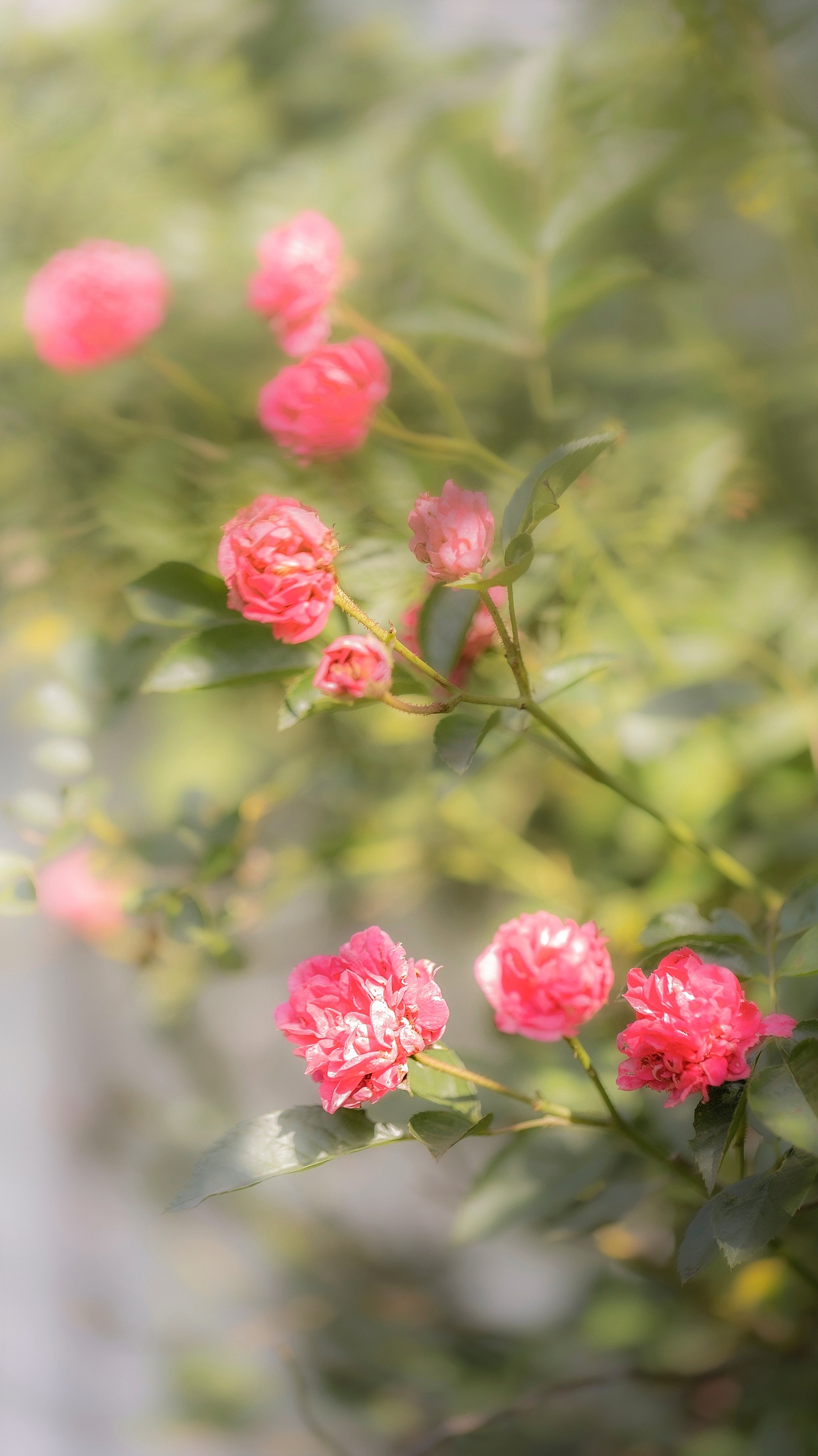 【蔷薇】（图ZMzAxMTg2OTU2） - 其他摄影 - 站酷设计师铃铛Lynne原创素材 - 站酷ZCOOL