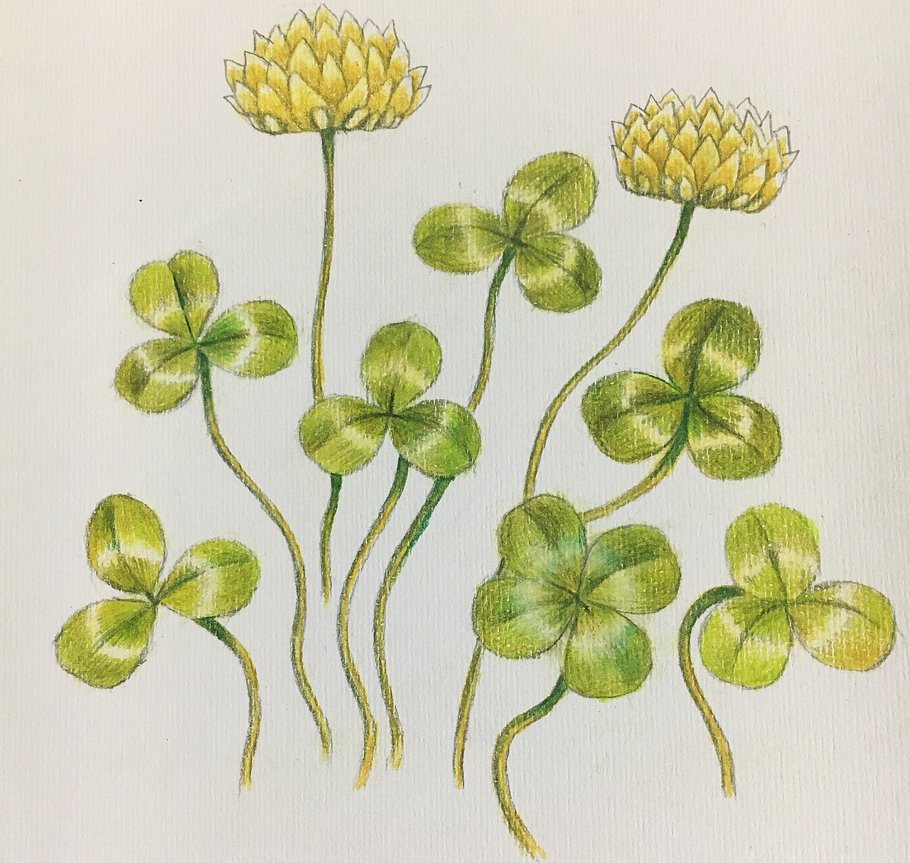 "三叶草"的名字让人倍感亲切,罕见的四片叶子的三叶草据说是幸福的