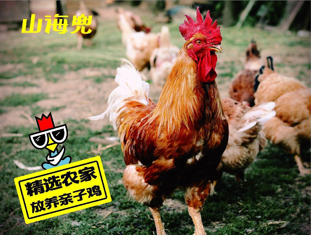 山海兜·花甲大盘鸡 餐饮品牌视觉VI