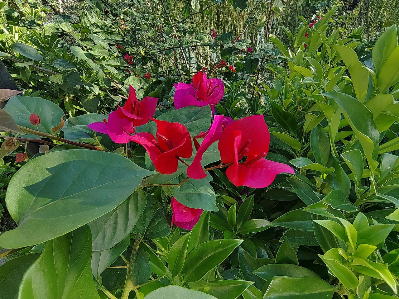 红彤彤的三角梅