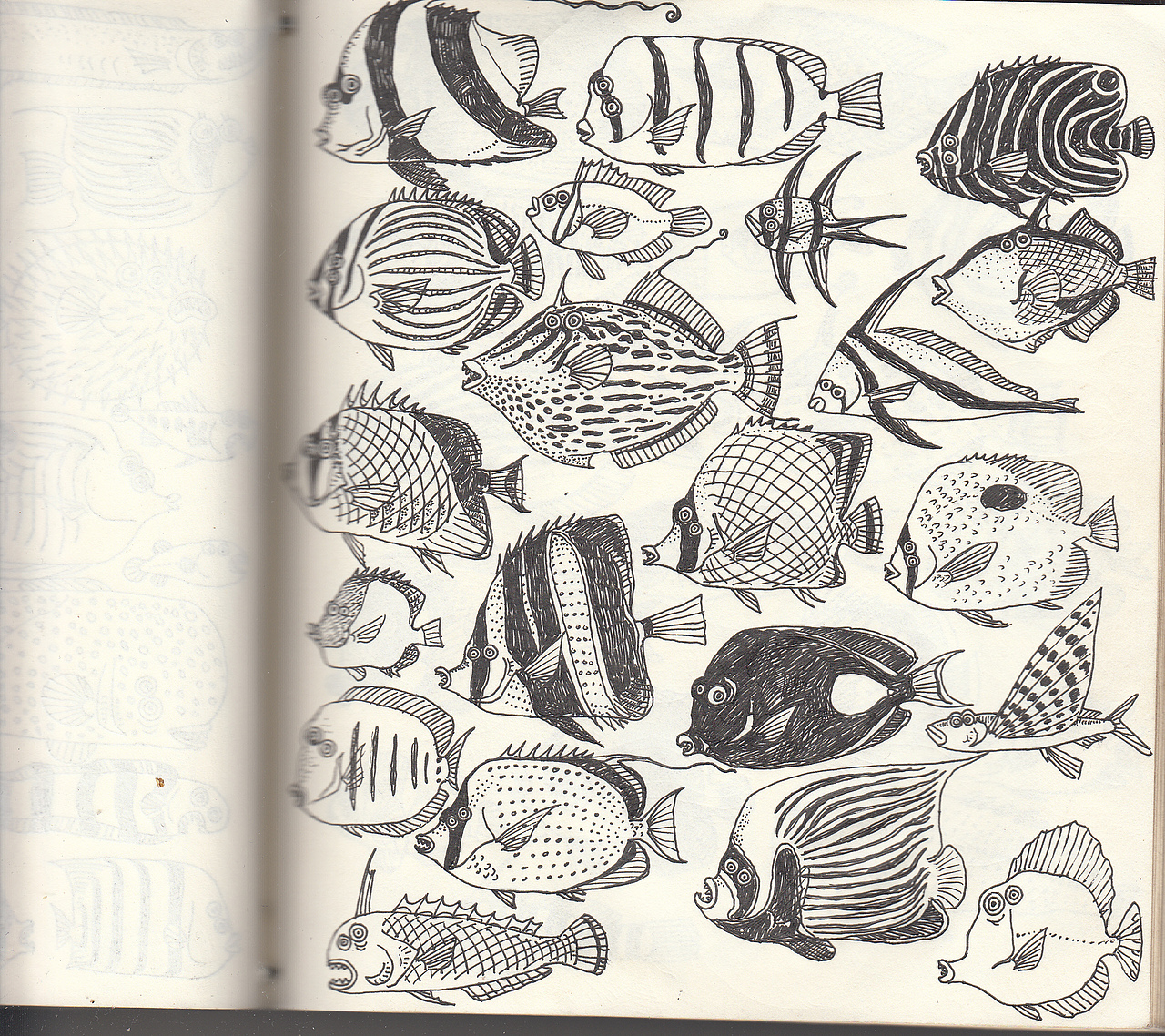 眼睛长在一侧的观赏鱼