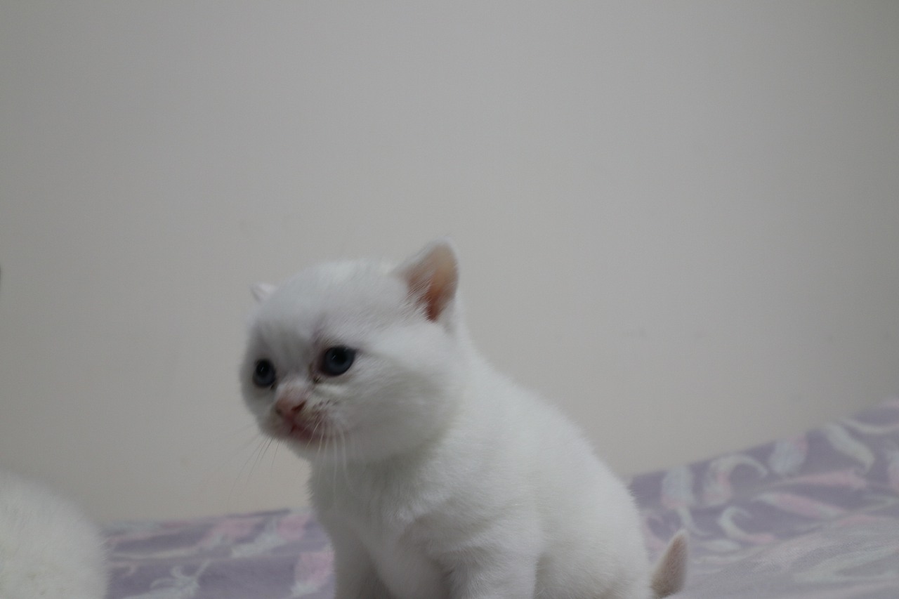 猫 161-英短-纯白-母-五粉-头无灰色毛-23-405g（图ZMjA4NjA3NzQ4） - 宠物摄影 - 站酷设计师沐米猫舍原创素材 - 站酷ZCOOL