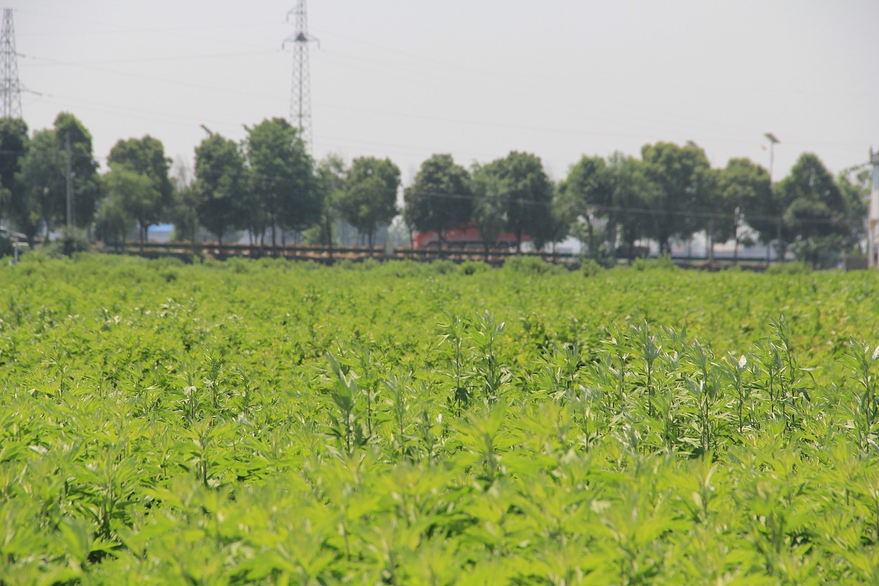 蕲春蕲艾种植基地端午蕲艾拍摄艾条艾叶艾草