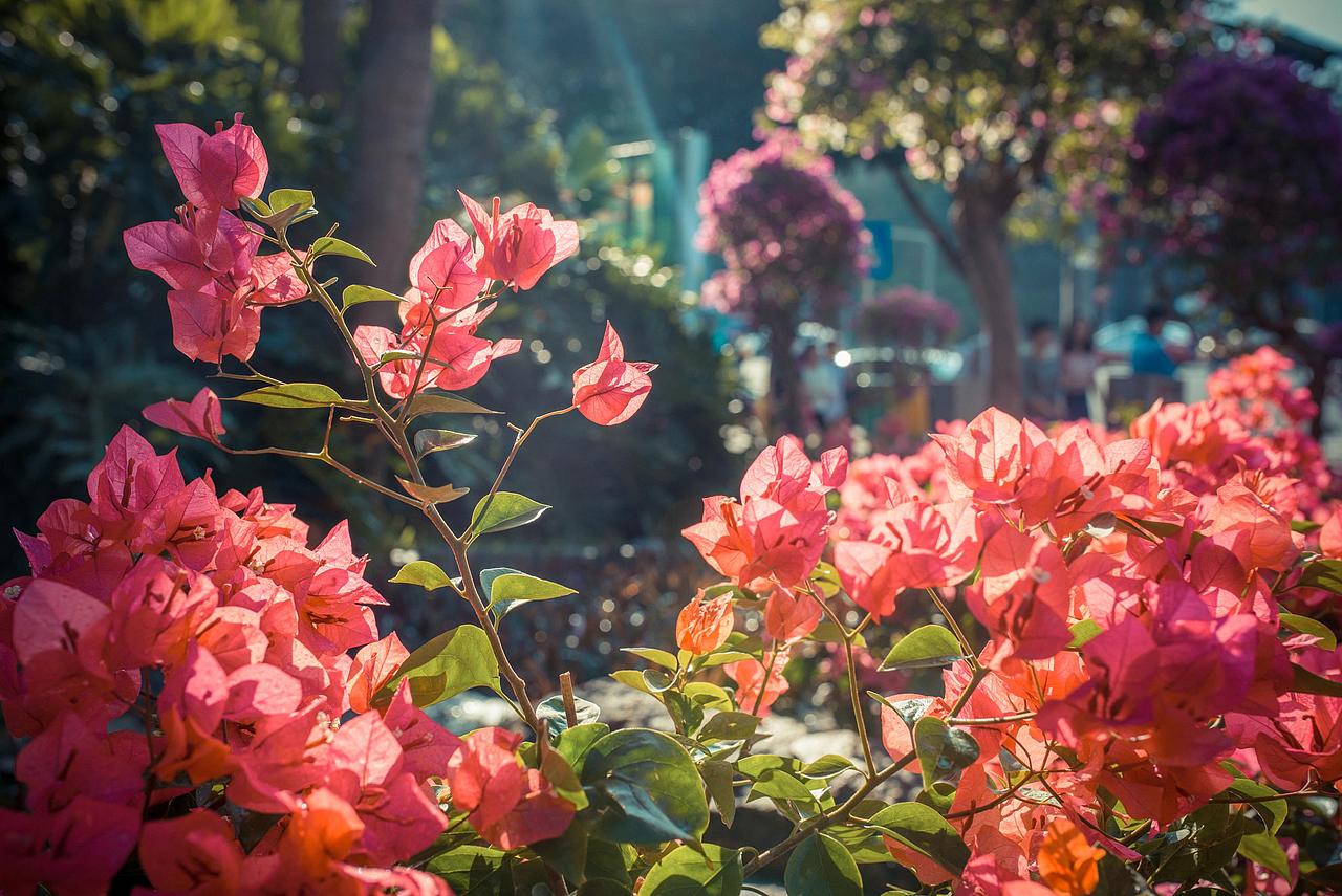 2016.11.20莲花山花展