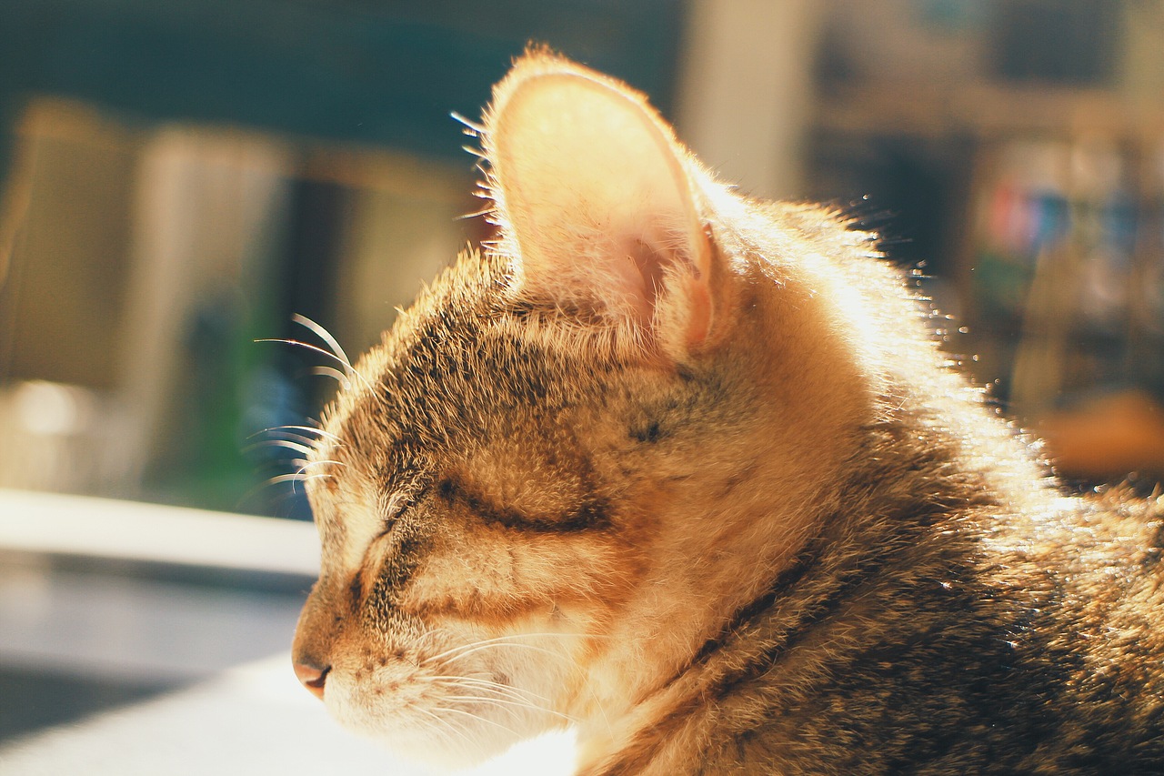 我家有个动物园 / 猫咪篇（图ZMTEyNTIzMTAw） - 宠物摄影 - 站酷设计师歪哎去zz原创素材 - 站酷ZCOOL