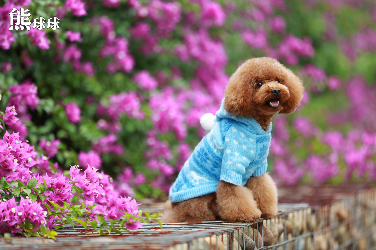 花美狗系列可爱小贵宾