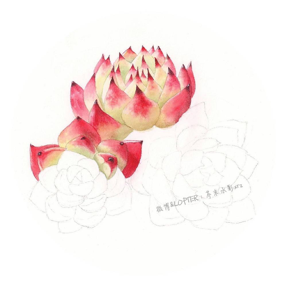 水彩多肉——卡罗拉