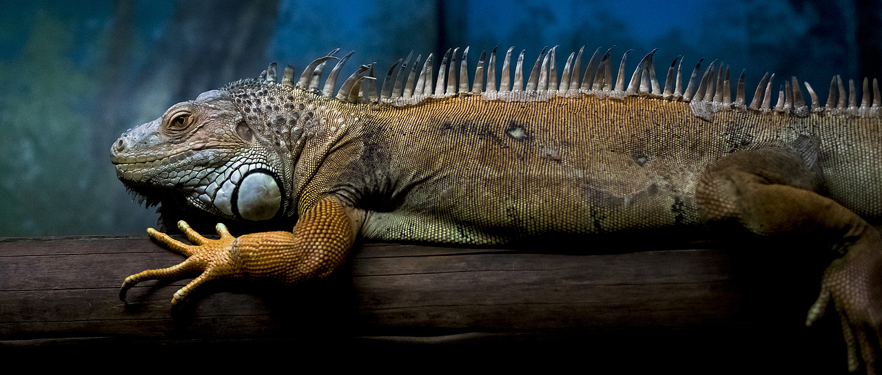 【动物】有事没事去看动物