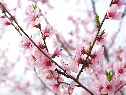植树节亲子活动