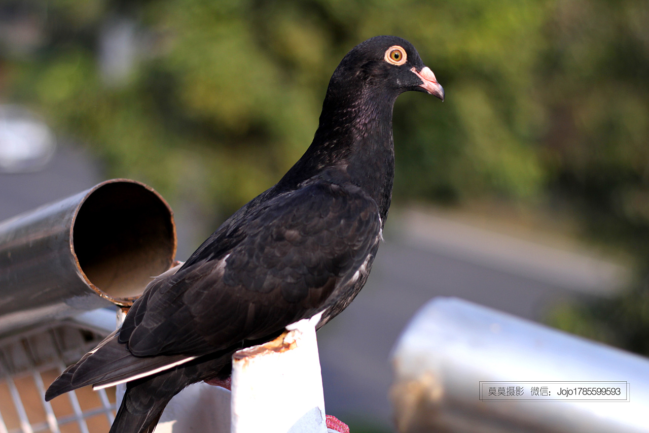 翅膀放飞鸽子素材 黑色信鸽免费下载 - 觅知网