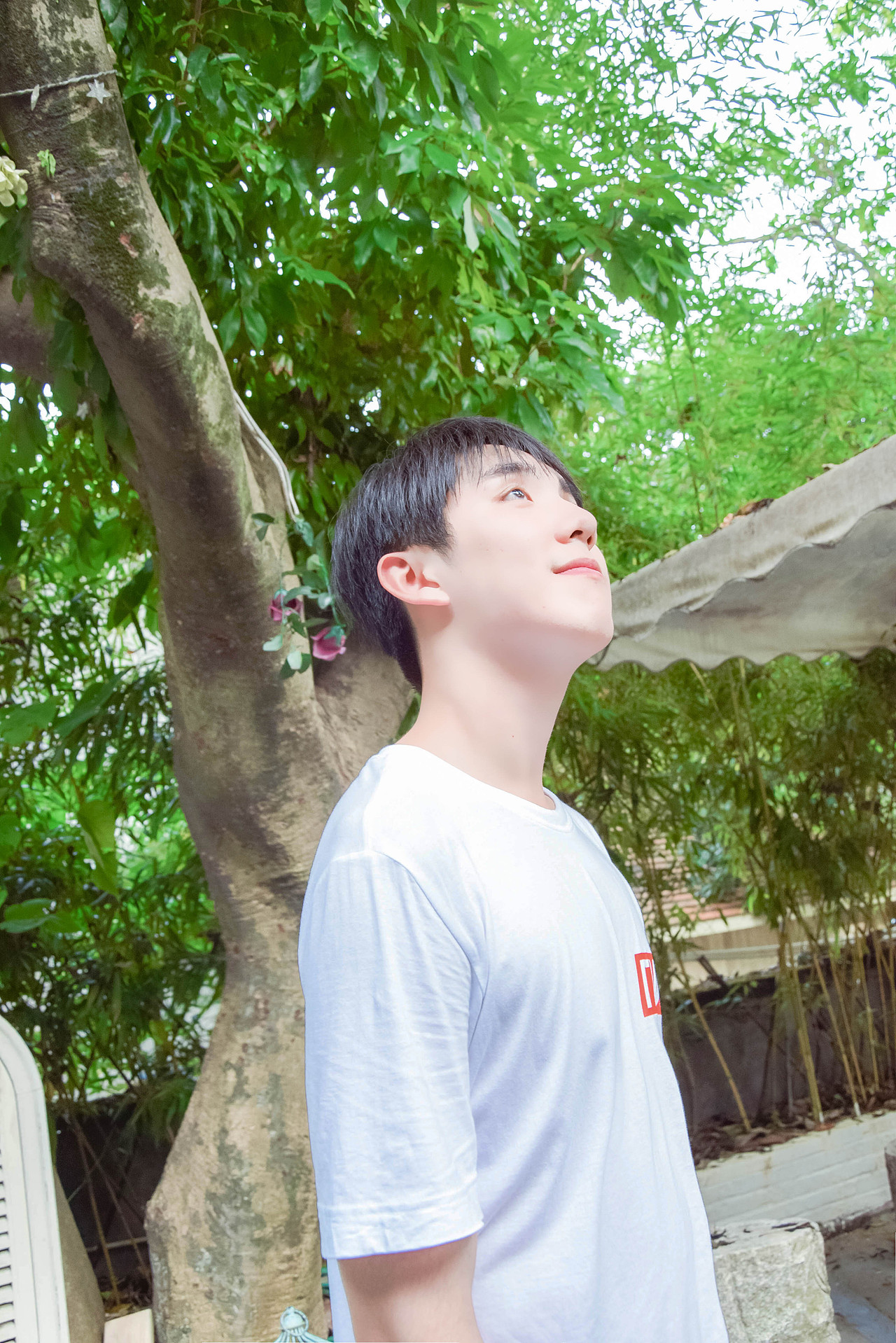 绿树浓荫夏日长