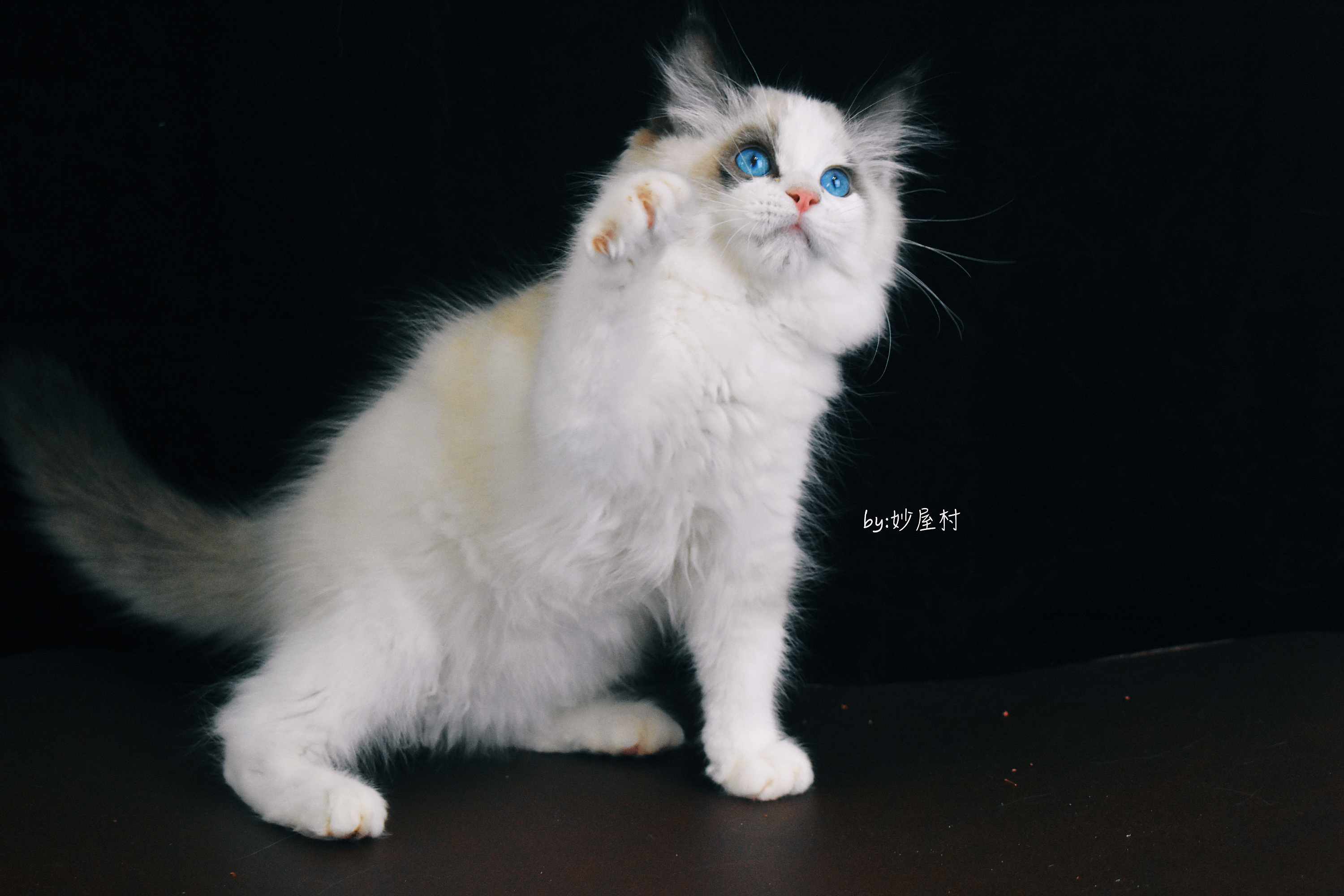 我是一只简单的布偶猫