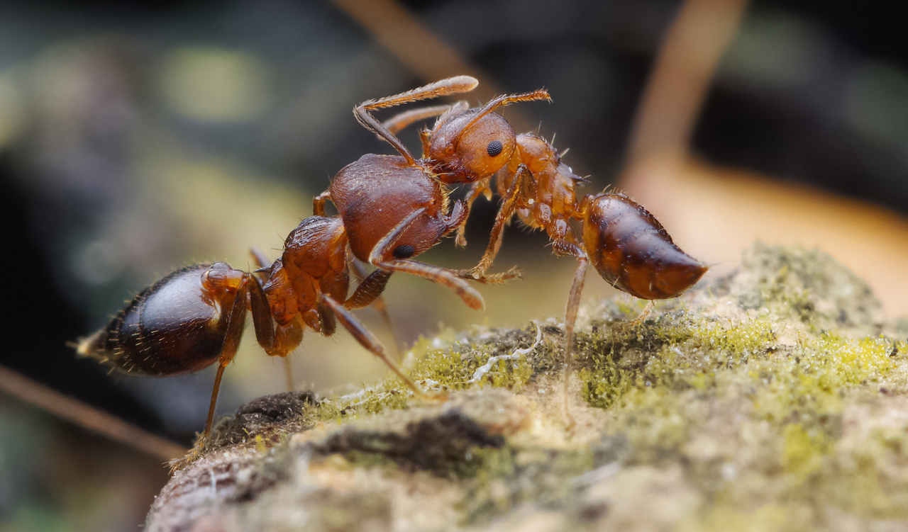 一对举尾蚁在打架