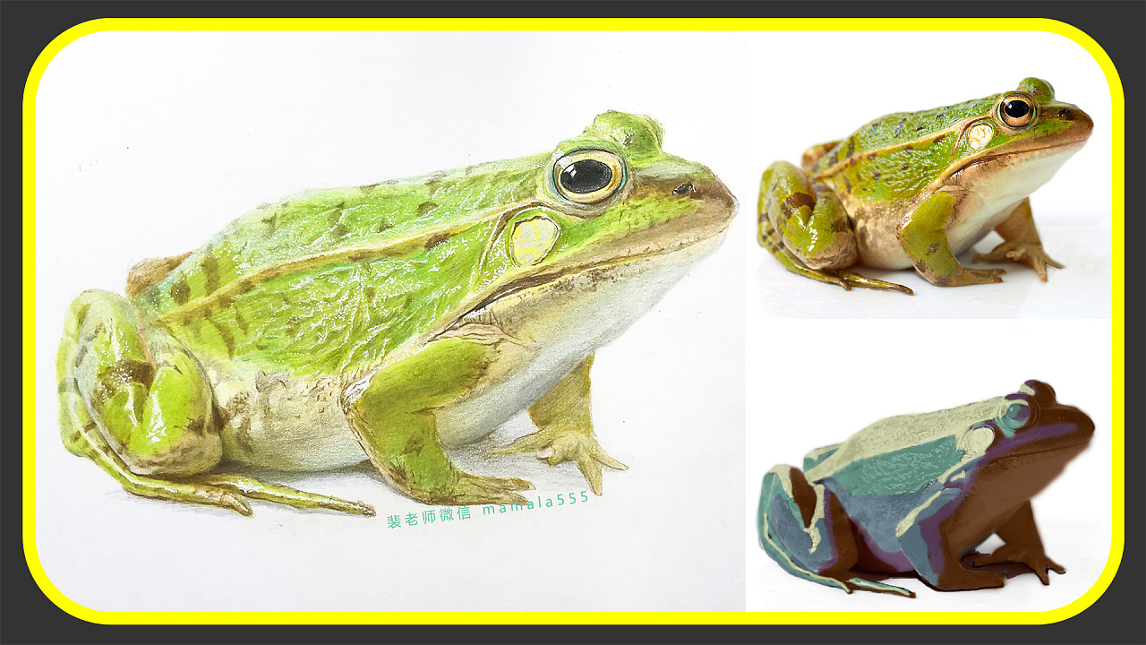 彩铅青蛙|纯艺术|绘画|妈妈拉美术学院 - 原创作品 - 站酷 (zcool)