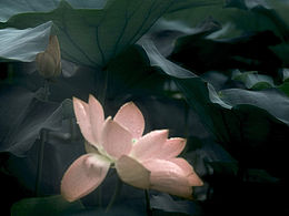 留得残荷听雨声