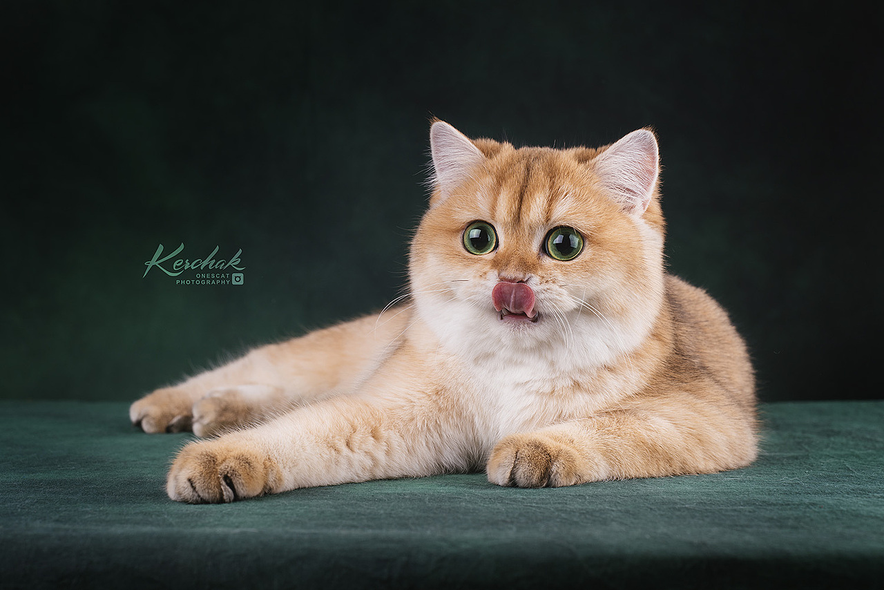 Cute Kitten【克查原创作品26】