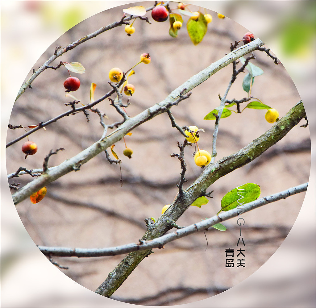 青岛·八大关——多事之秋