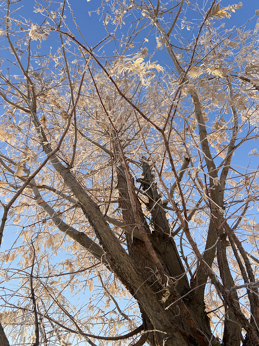 刘勇良手机纪实摄影:雪后阳光