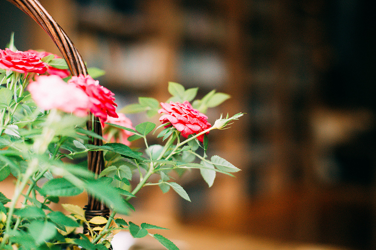 「影像杂记」原创作品|午后时光