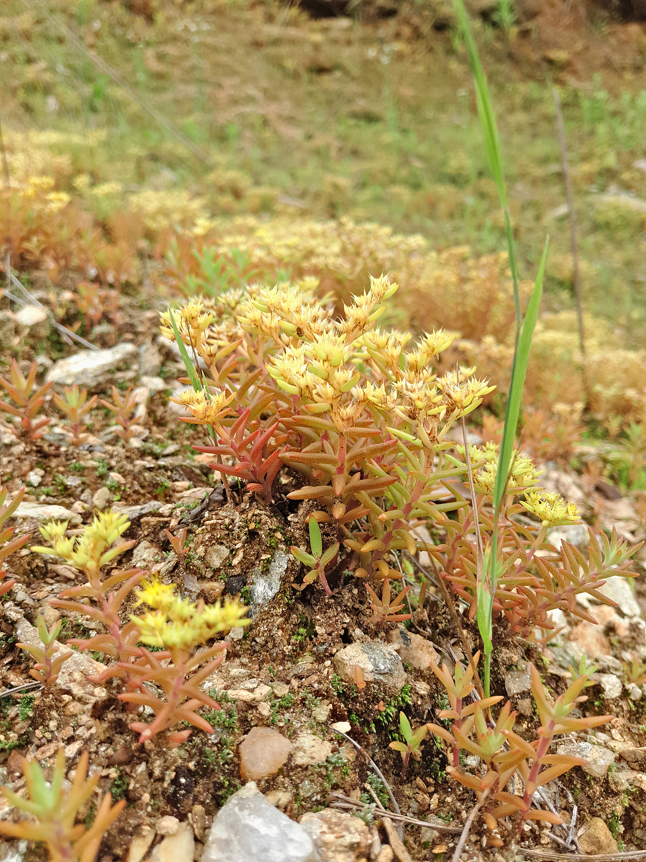 蜜蜂 狗尾巴草 野花微距拍摄