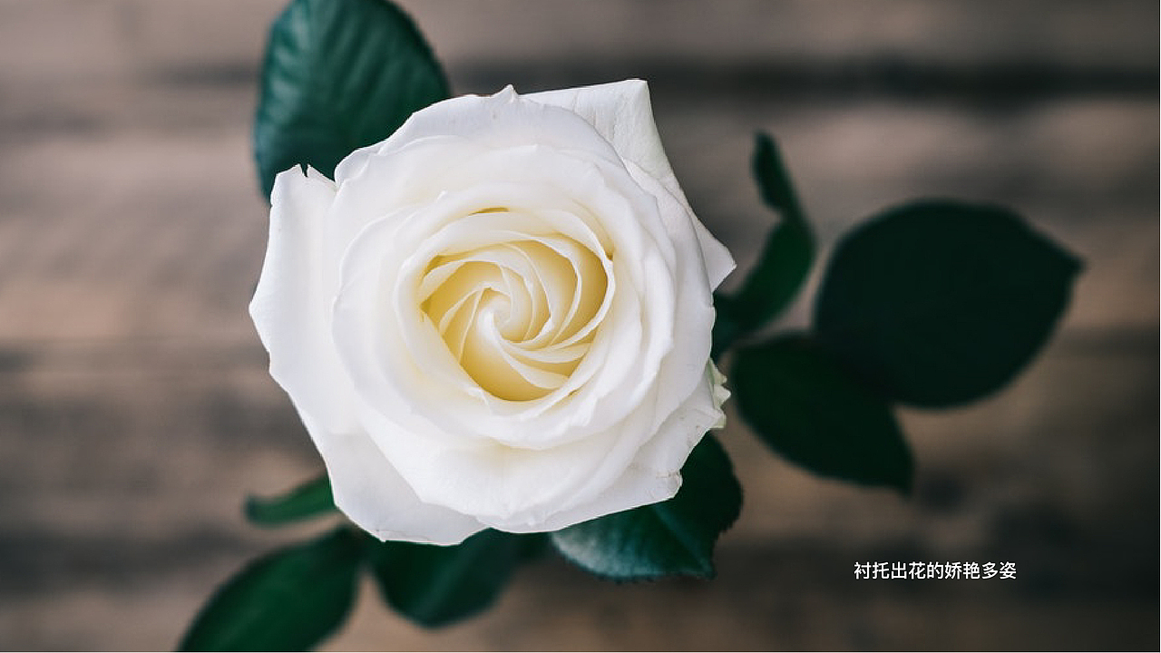 薇薇花艺-花店品牌设计（图ZMTY2OTY3MDE2） - 品牌 - 站酷设计师大壮z原创素材 - 站酷ZCOOL