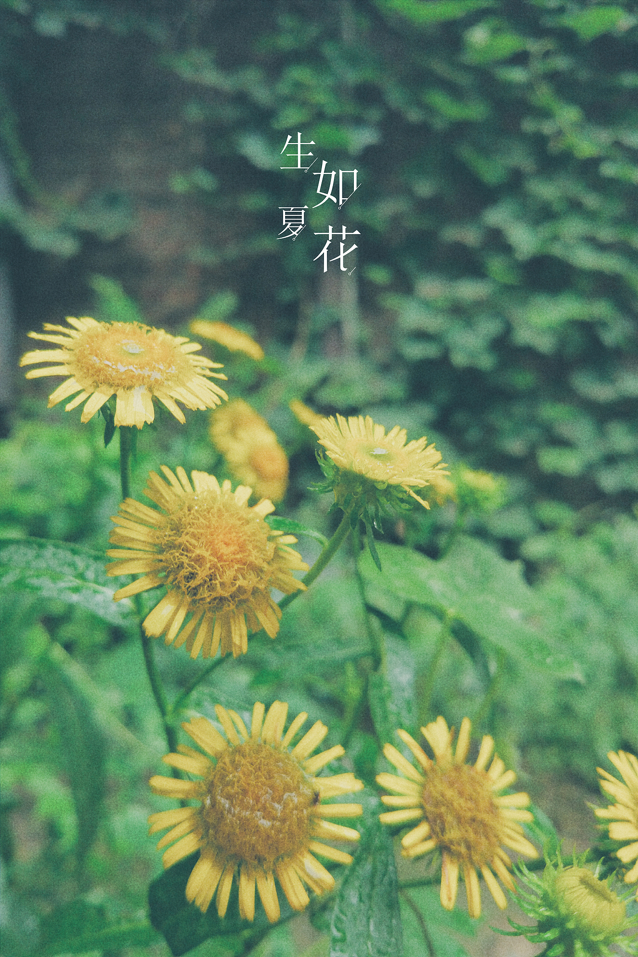 分享一下这个夏天（图ZNTQ3MzU5MjA=） - 修图/后期 - 站酷设计师懂小白原创素材 - 站酷ZCOOL