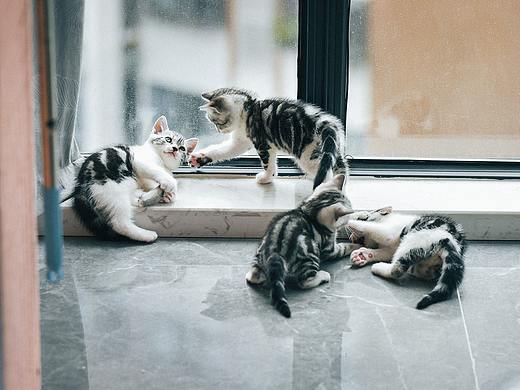 小4只（個人主頁-ZNTM5MzYwMzY=） - 寵物攝影 - 站酷設(shè)計師lesliewindy原創(chuàng)素材 - 站酷ZCOOL