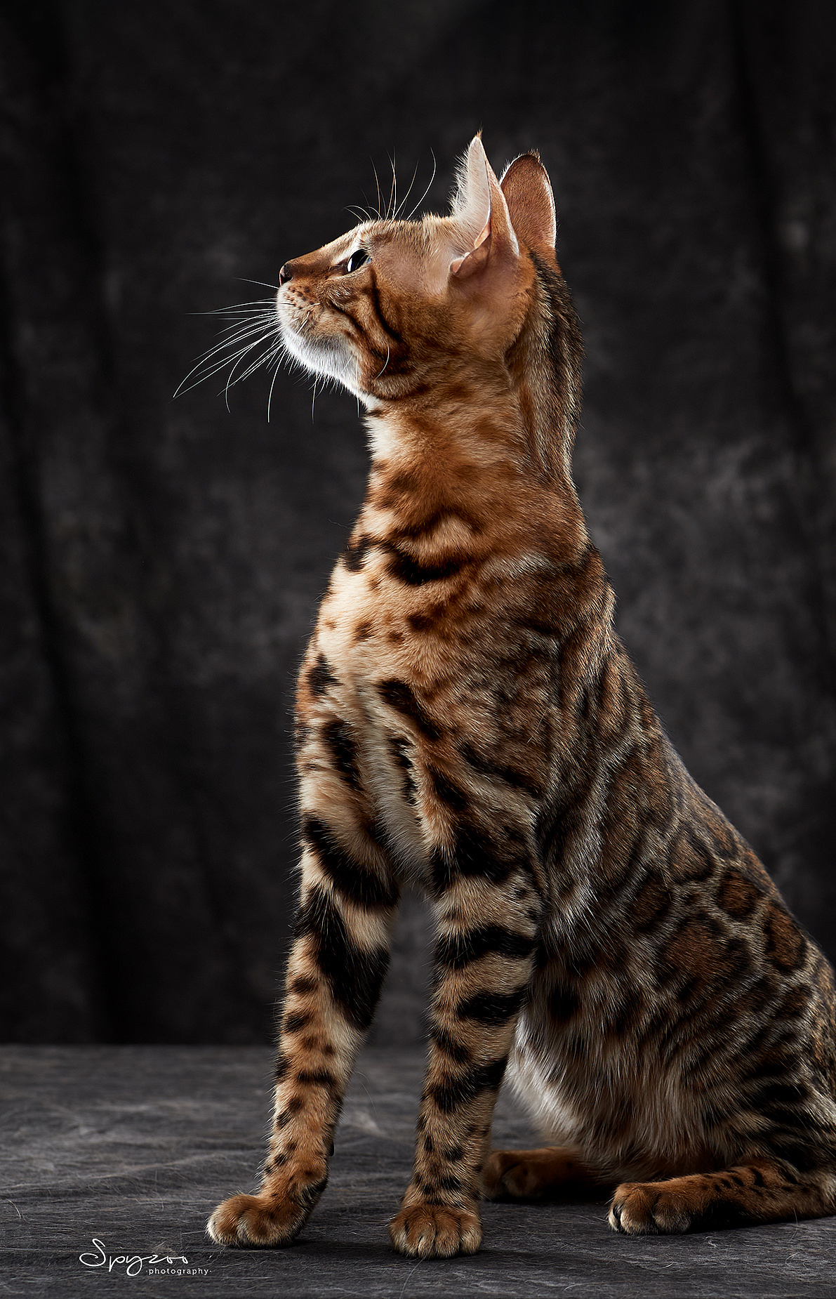 孟加拉豹猫天津猫赛现场拍摄8月