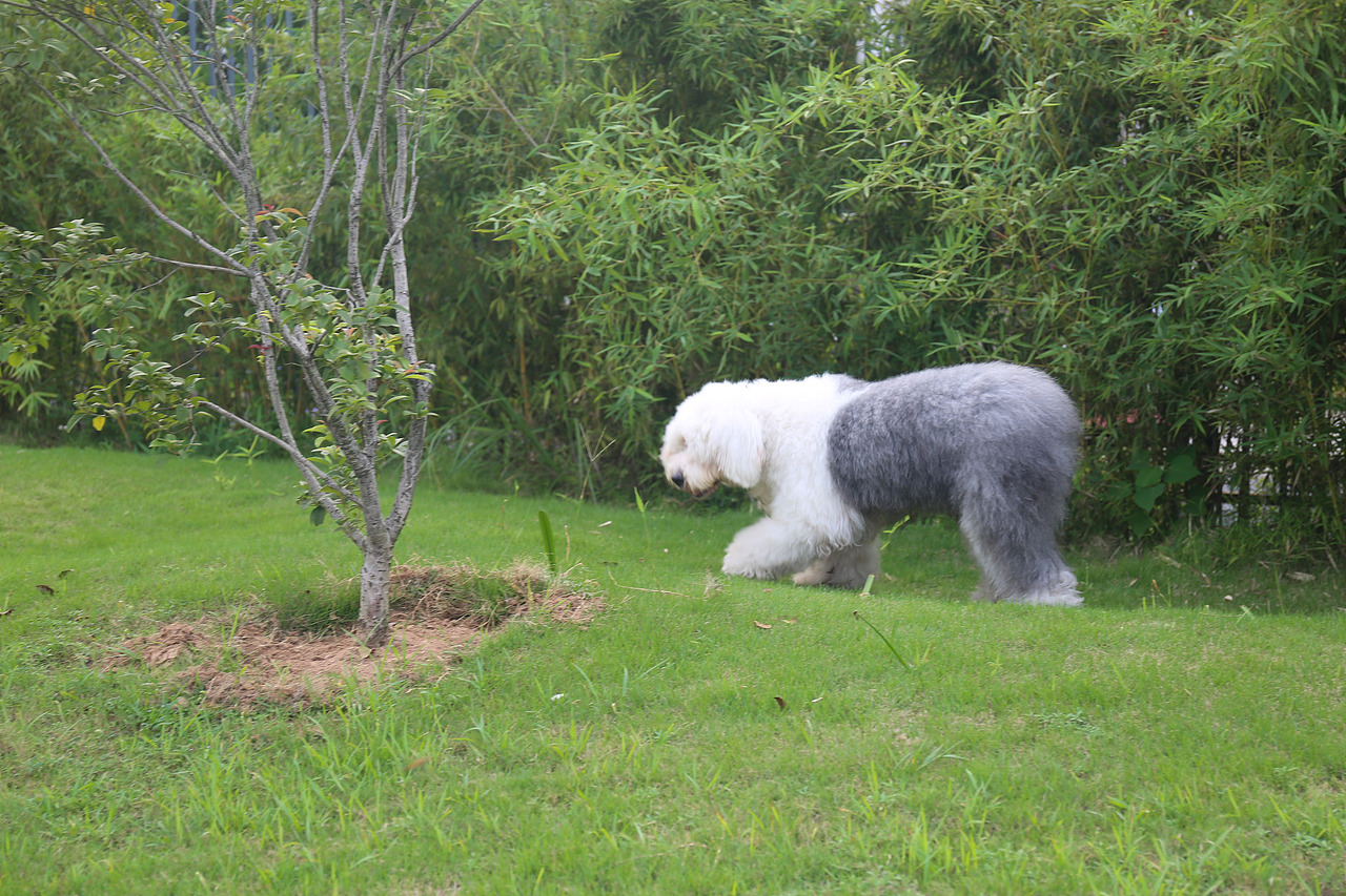 他五岁了（图ZNjUwMjM5NDA=） - 宠物摄影 - 站酷设计师芥末小E原创素材 - 站酷ZCOOL