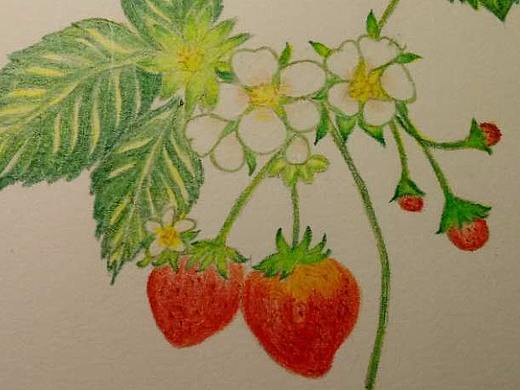 水果（個人主頁-ZMjcxOTE0MDQ=） - 創(chuàng)作習作 - 站酷設計師血色蘭陵原創(chuàng)素材 - 站酷ZCOOL