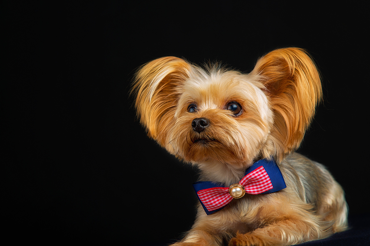 创想影堂宠物摄影