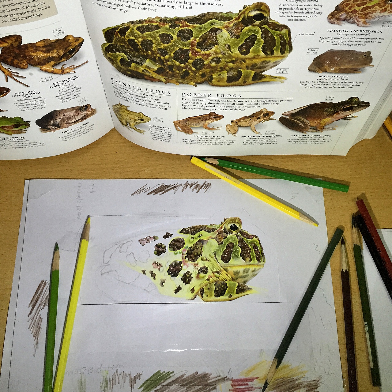 第二张彩铅手绘作品《蛙》