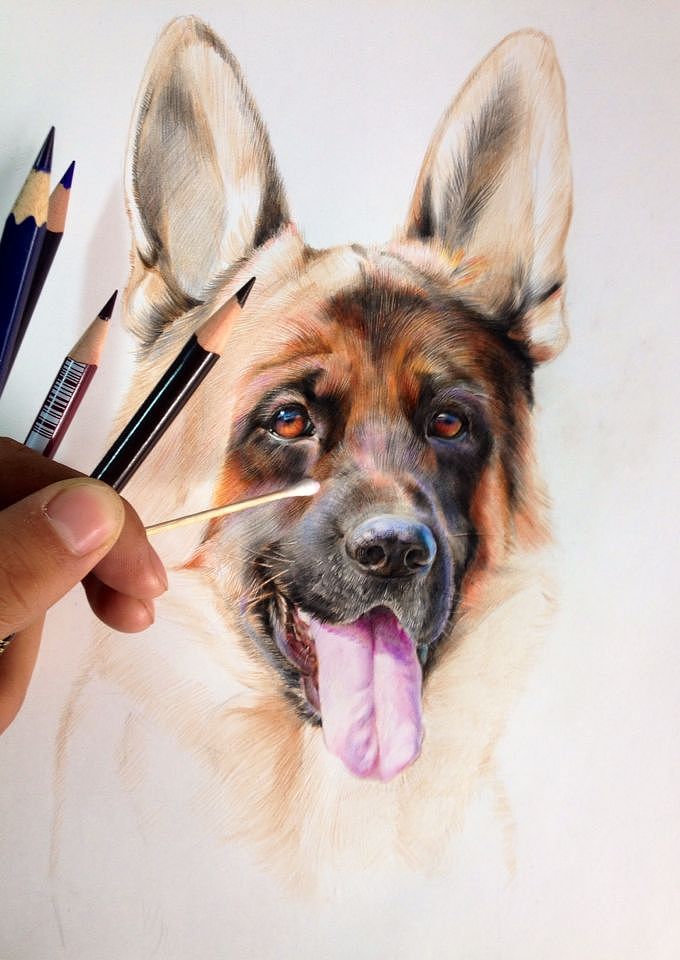 GERMANSHEPHERD DOG HEAD SHOT（图ZMjM3NjgwMzY=） - 绘画 - 站酷设计师狼王加冕原创素材 - 站酷ZCOOL