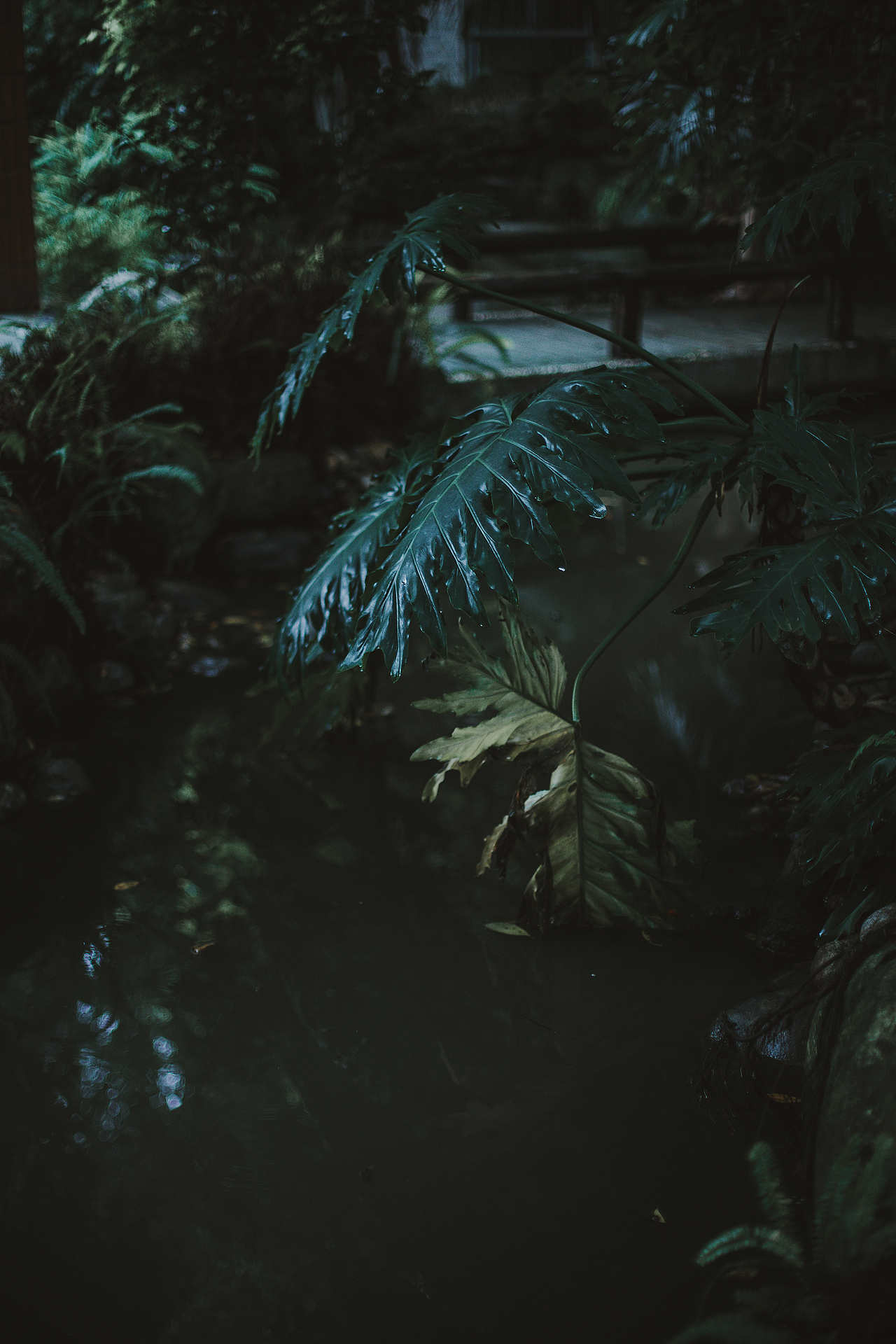 雨幽清话，院静销夏（图ZMTIzMjI3NDYw） - 人文/纪实摄影 - 站酷设计师摄影师班班原创素材 - 站酷ZCOOL