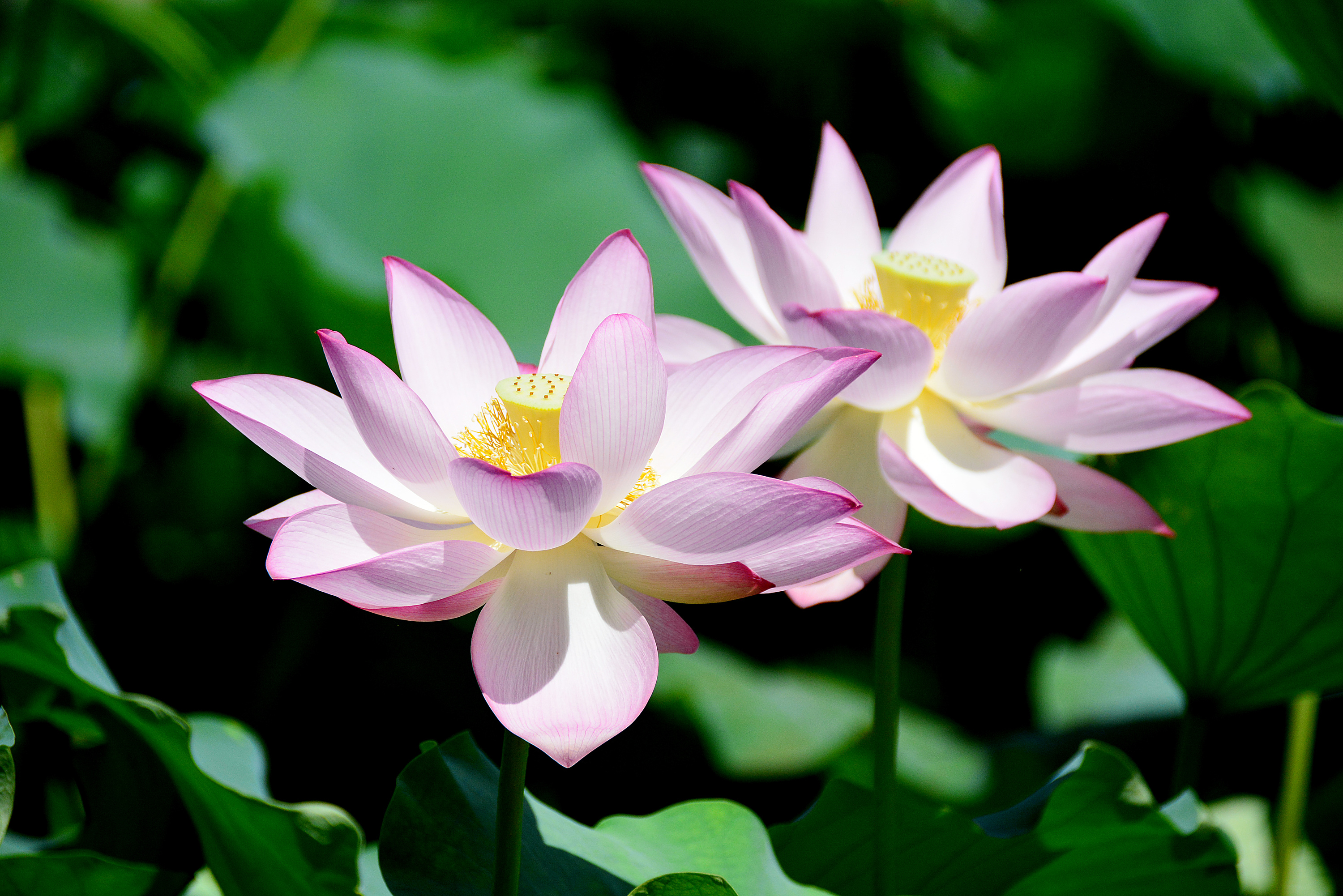 珠海圆明园荷花池