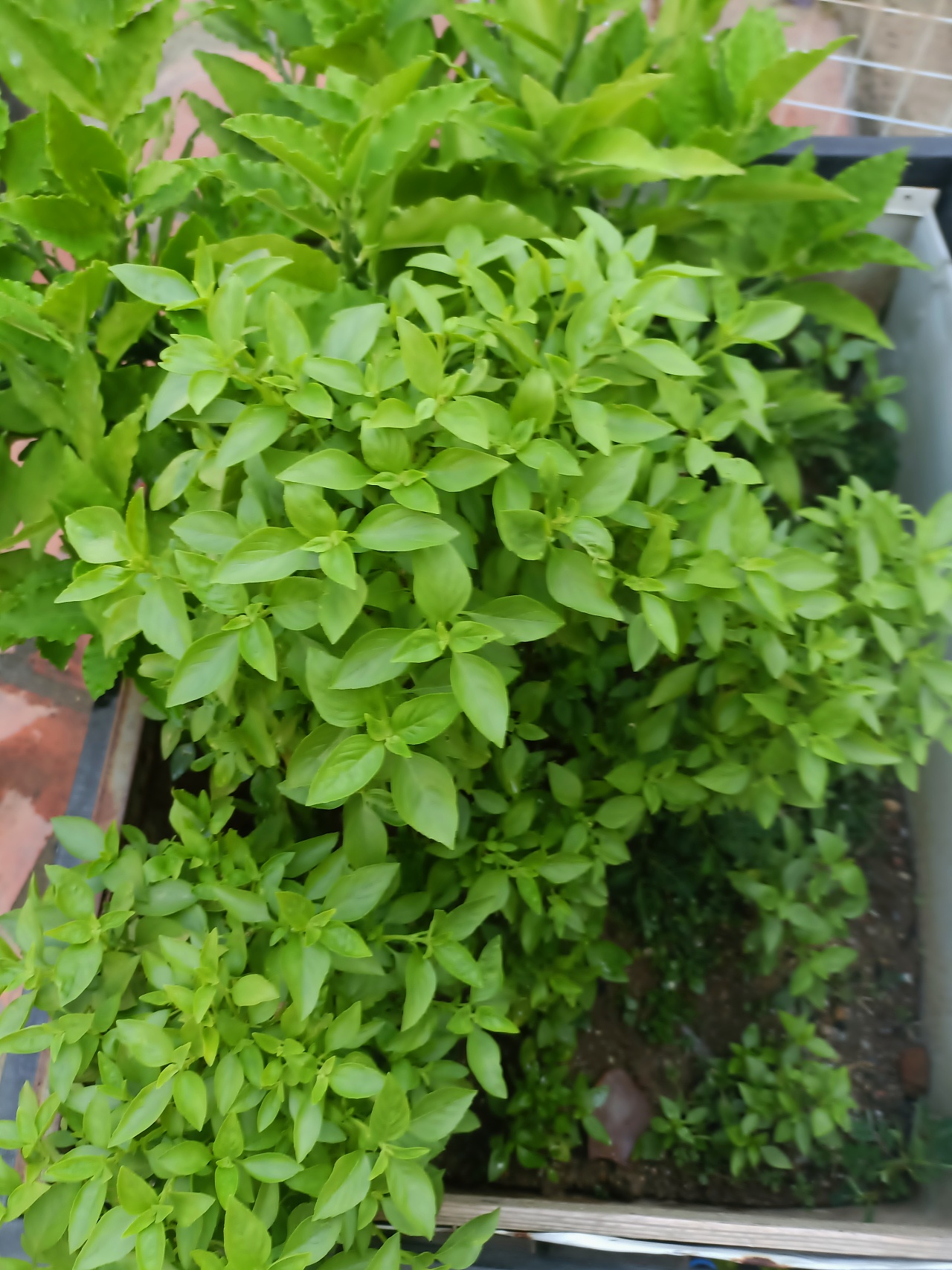 《心泛起了涟漪》